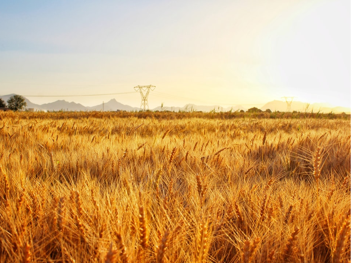 Agriculture